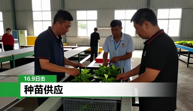 种苗供应篇:为渠道客户为渠道客户实用干货